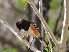 Pipilo maculatus magnirostris