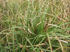 Cyperus giganteus