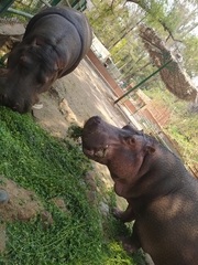 Hippopotamus