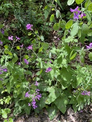 Lunaria annua