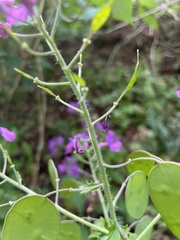 Lunaria annua