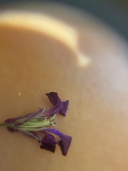 Lunaria annua