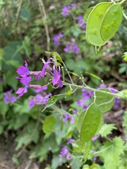 Lunaria annua