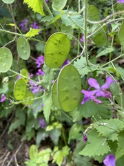 Lunaria annua