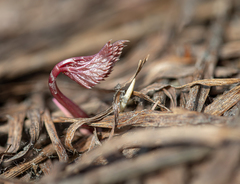 Aegopodium podagraria