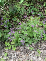 Lunaria annua