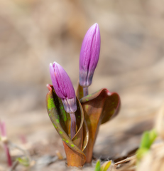 Erythronium sibiricum