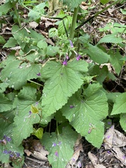 Lunaria annua