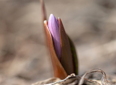 Erythronium sibiricum