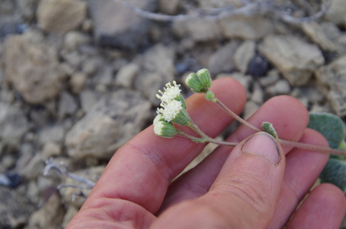 Image of Psathyrotopsis scaposa by (c) Eric Knight, some rights reserved (CC BY)