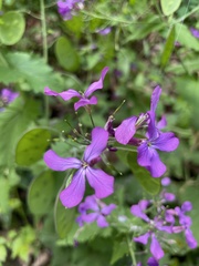 Lunaria annua