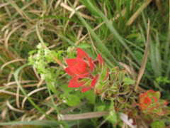 Castilleja arvensis pastorei