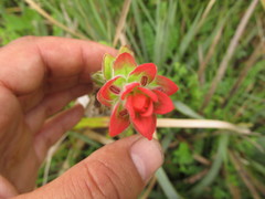 Castilleja arvensis pastorei