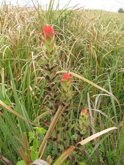 Castilleja arvensis pastorei
