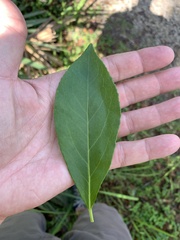Symplocos tinctoria image