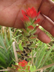 Castilleja arvensis pastorei