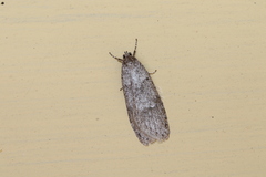 Semioscopis