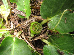 Dorstenia brasiliensis