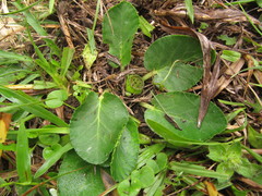 Dorstenia brasiliensis