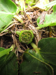 Dorstenia brasiliensis