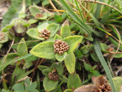 Richardia humistrata