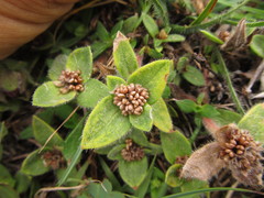 Richardia humistrata