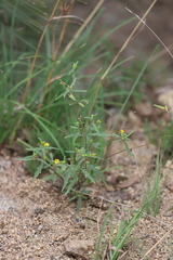 Sigesbeckia australiensis