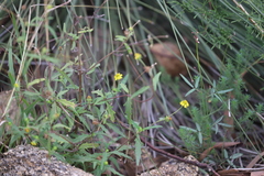 Sigesbeckia australiensis