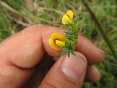 Stylosanthes leiocarpa