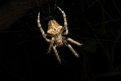 Backobourkia brouni