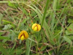 Stylosanthes leiocarpa