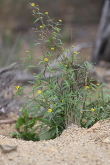 Sigesbeckia australiensis