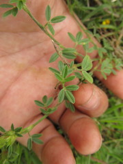 Stylosanthes leiocarpa