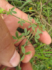 Stylosanthes leiocarpa