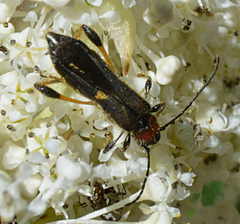 Callimoxys fuscipennis