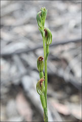 Pterostylis clivosa