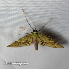 Sauris purpurotincta