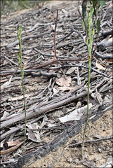 Pterostylis clivosa