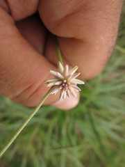 Pfaffia tuberosa