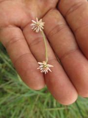 Pfaffia tuberosa