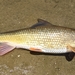 Moxostoma duquesnei - Photo (c) indianaspeciesfishing, algunos derechos reservados (CC BY-NC), subido por indianaspeciesfishing