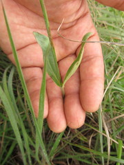 Pfaffia tuberosa