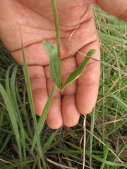 Pfaffia tuberosa