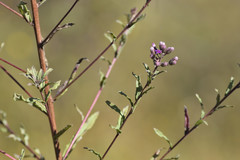 Vernonanthura serratuloides