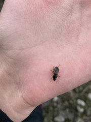 Anisodactylus sanctaecrucis