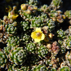Draba oligosperma