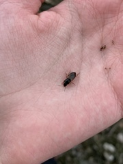 Anisodactylus sanctaecrucis