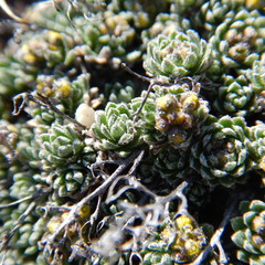 Draba oligosperma