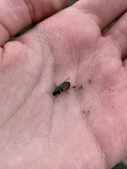 Anisodactylus sanctaecrucis