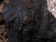 Dermacentor albipictus